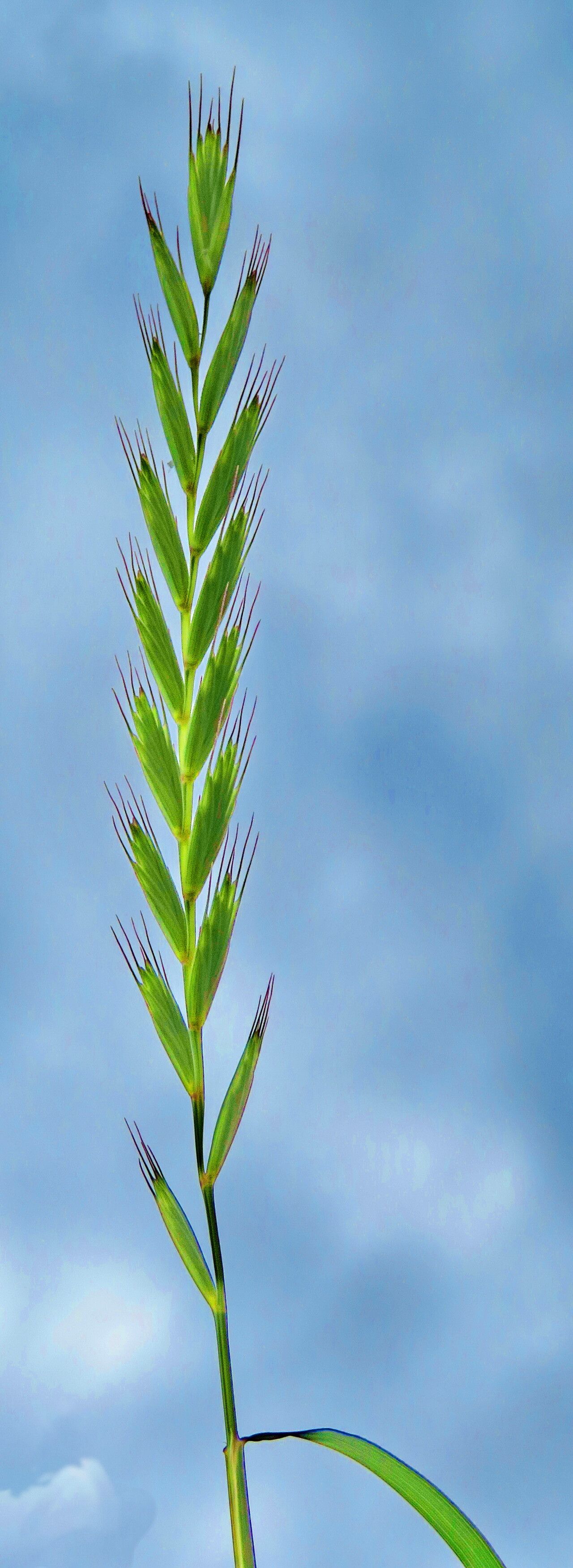 Leymus alaicus — related species from the same genus