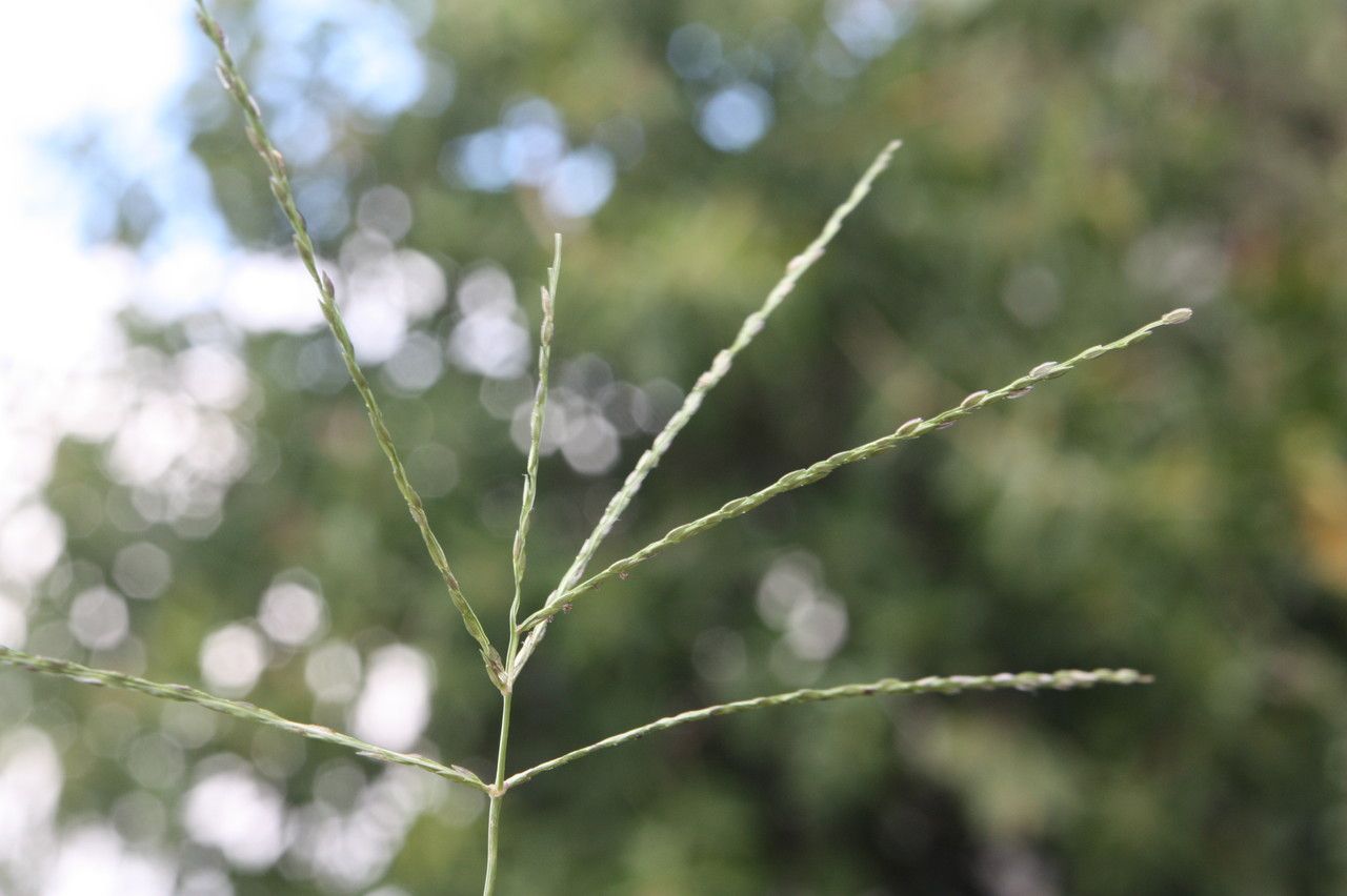 Digitaria debilis — houseplant care guide