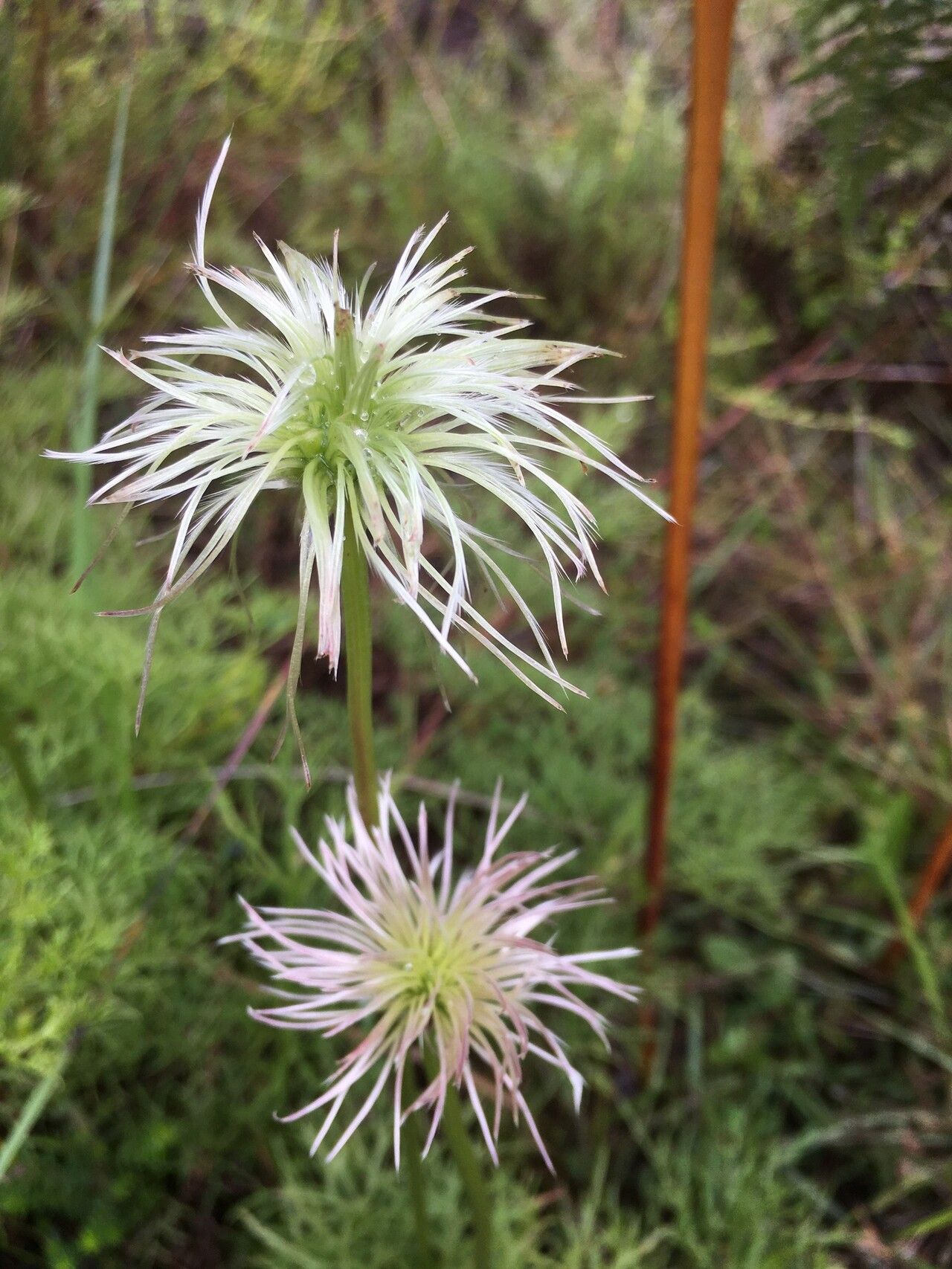 Clematis falciformis flower