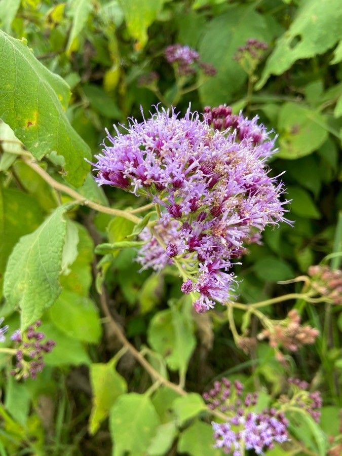 Vernonia brachycalyx flower