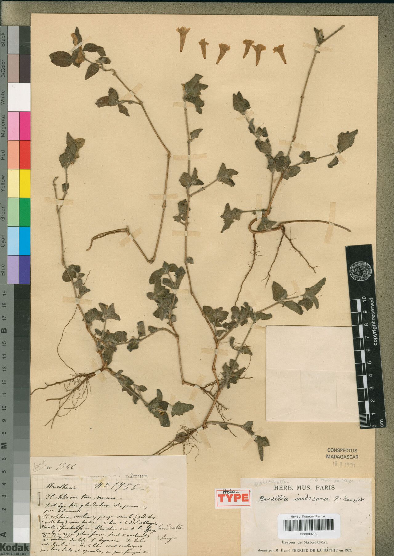 Ruellia indecora — search result for 'Ruellia'