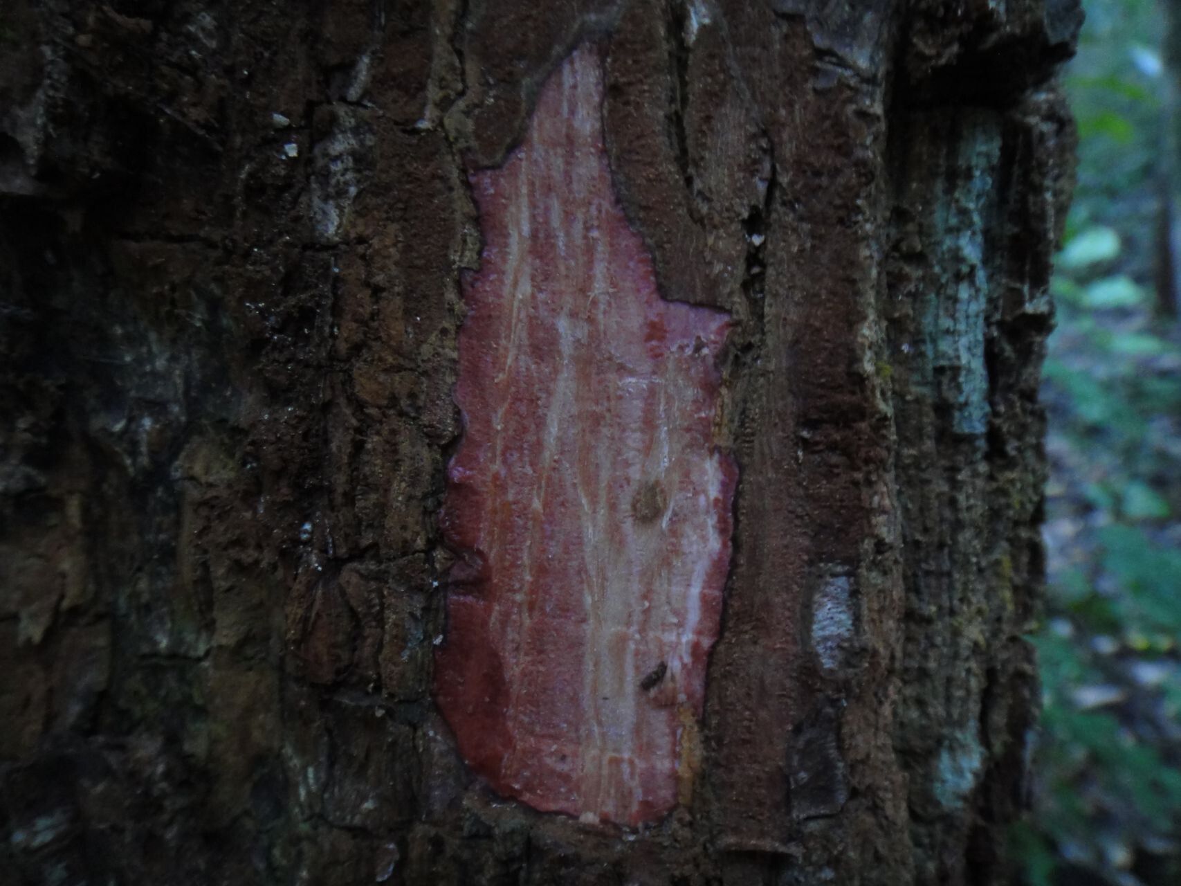 Anthocarapa nitidula bark