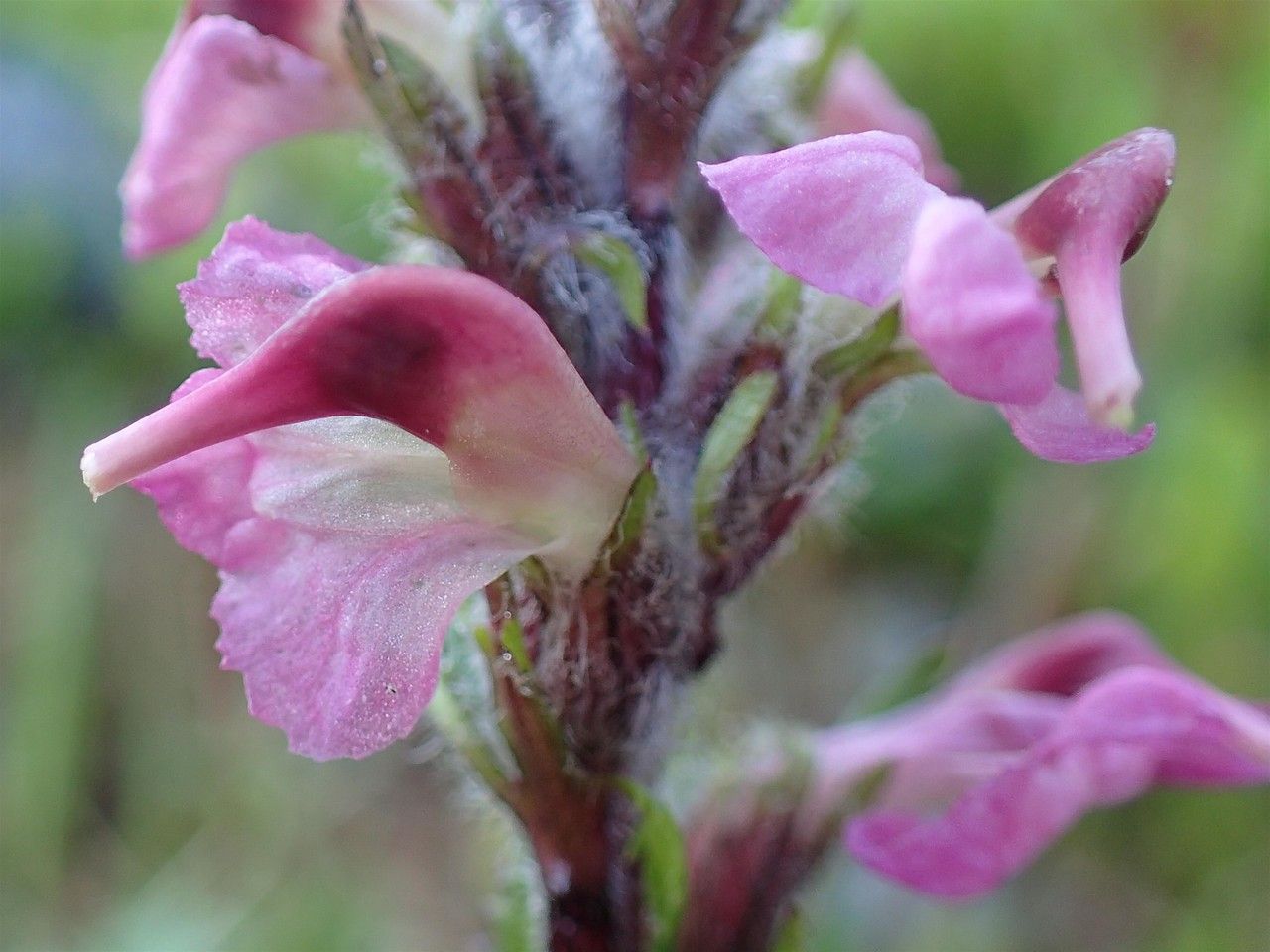 Pedicularis rostratospicata flower