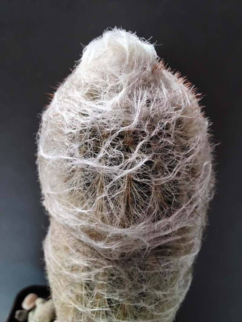 Espostoa hylaea other