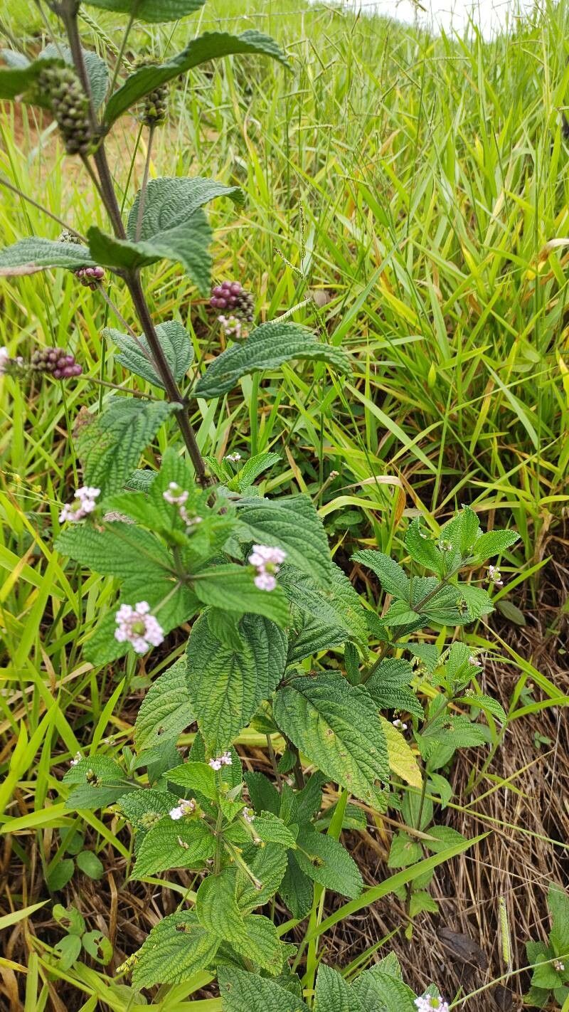 Lantana hirta — houseplant care guide