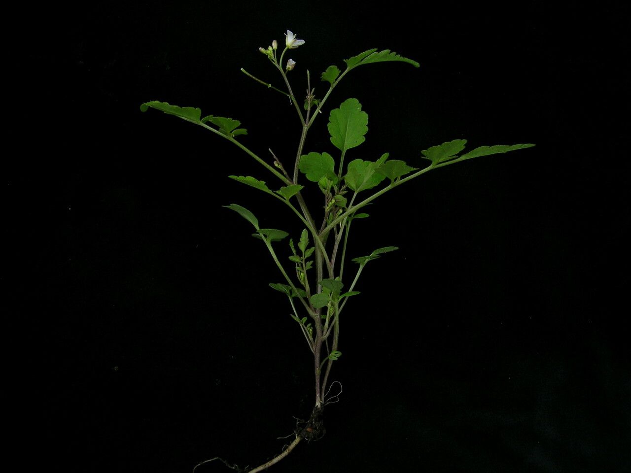 Cardamine yunnanensis habit