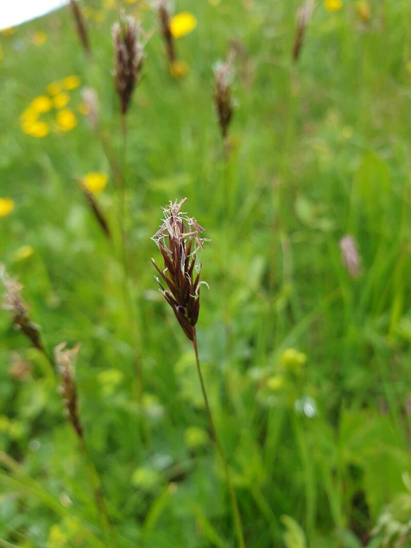 Anthoxanthum nipponicum flower