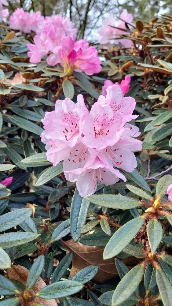 Rhododendron recurvoides flower