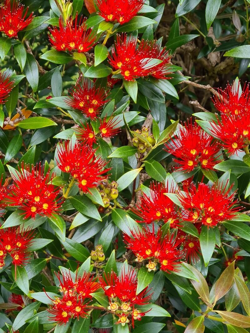 Metrosideros umbellata flower