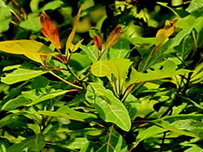 Sassafras randaiense — related species from the same genus