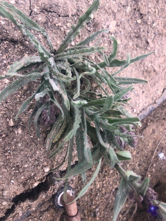 Anchusa undulata leaf