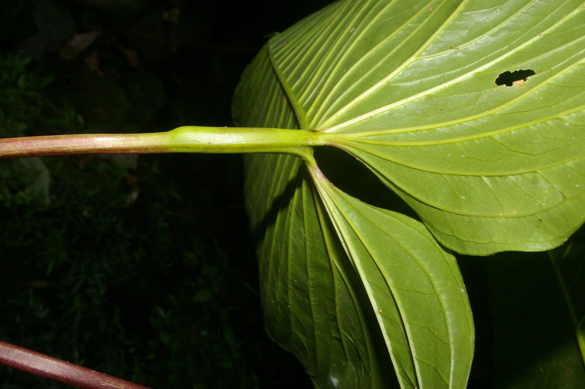 Anthurium propinquum fruit