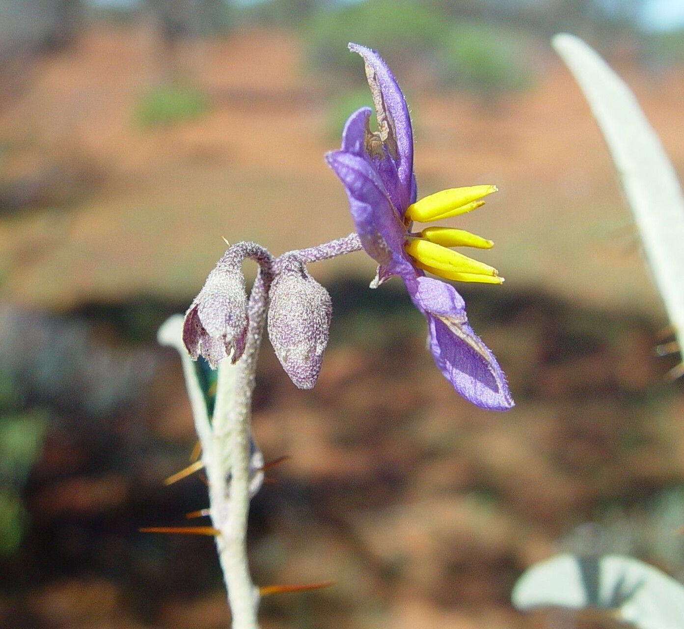 Solanum austropiceum flower