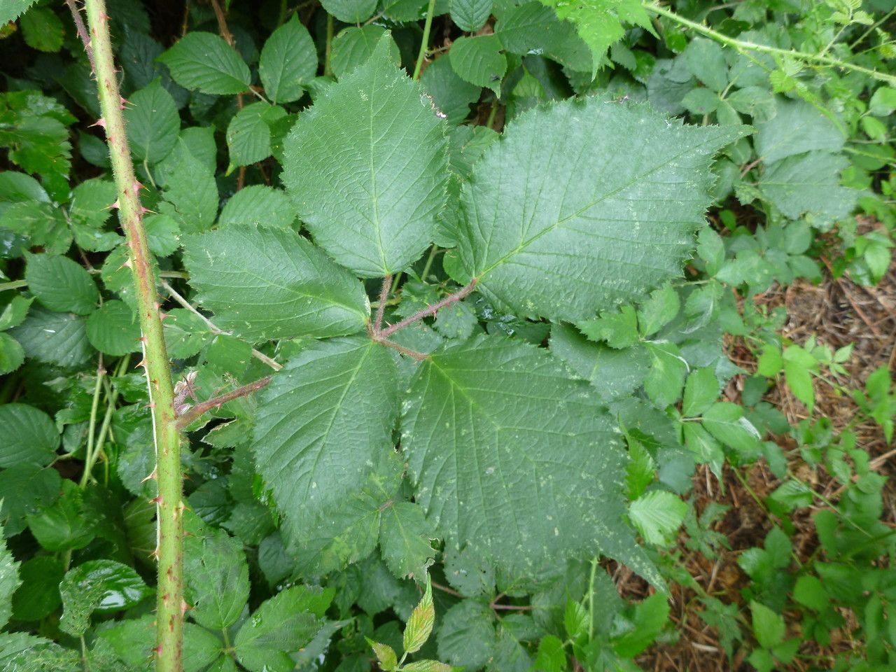 Rubus insectifolius leaf