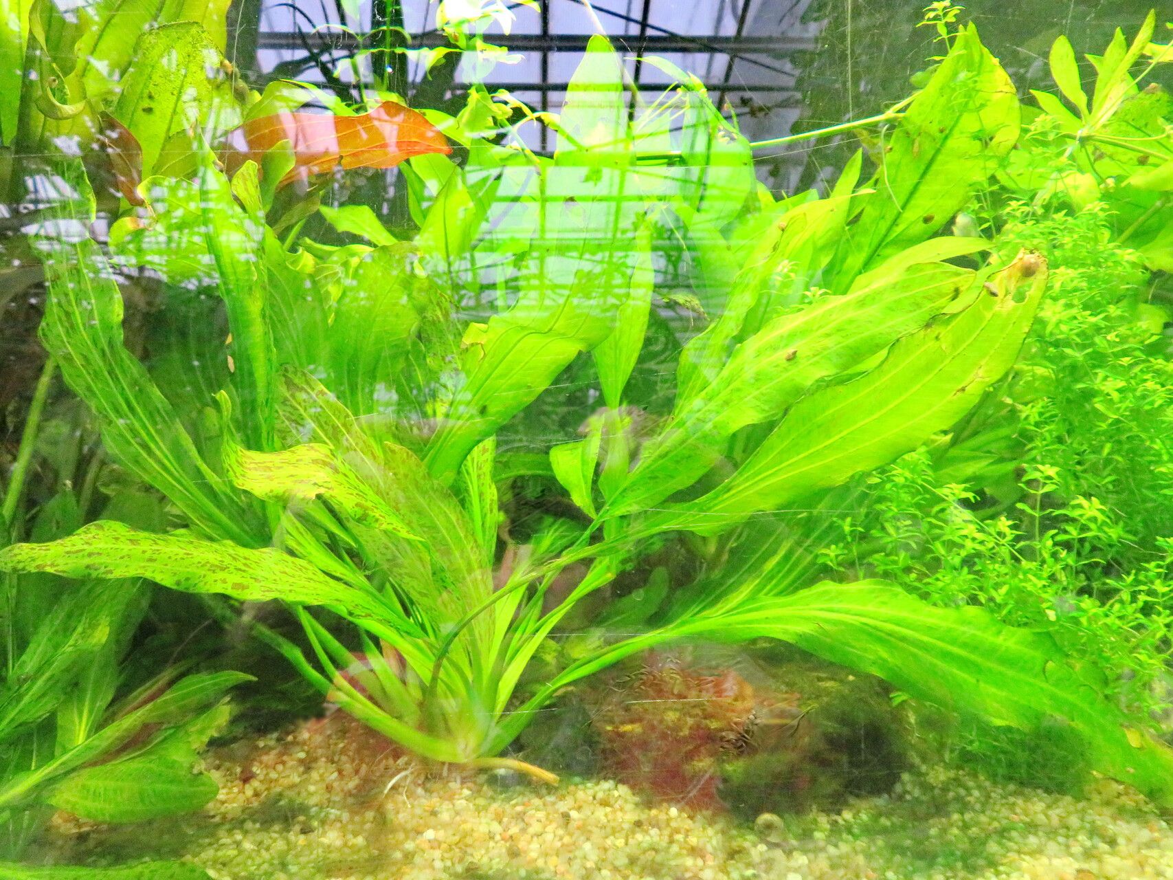 Aquarius grisebachii habit