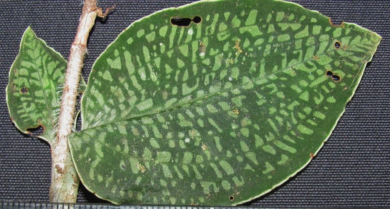 Aspidogyne grayumii other