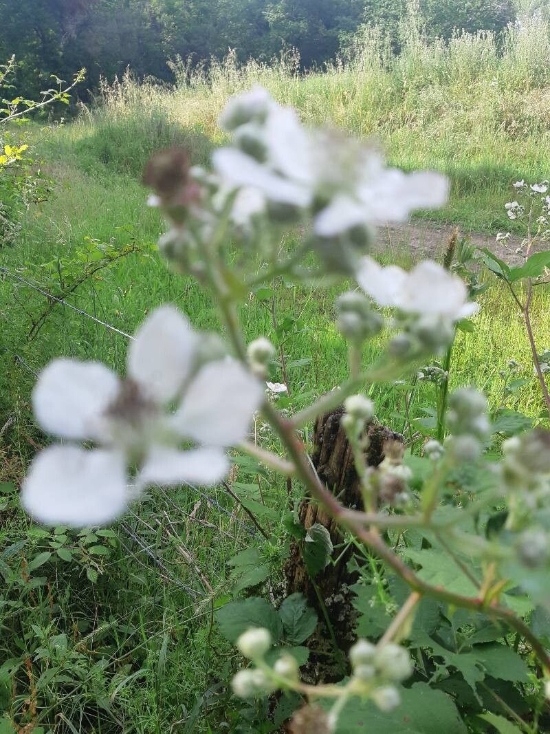 Rubus procerus flower