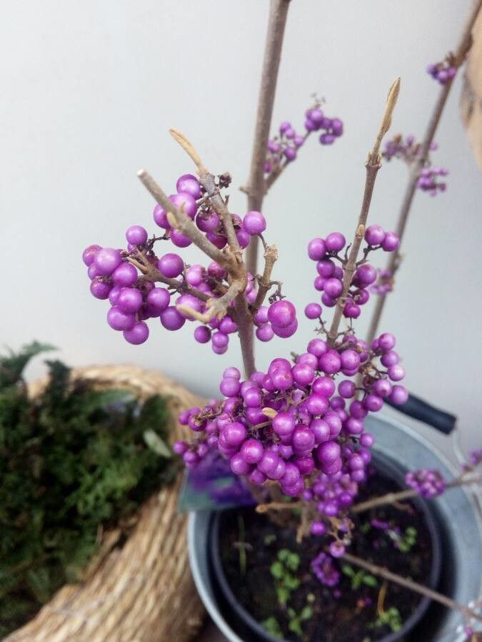 Callicarpa bodinieri fruit