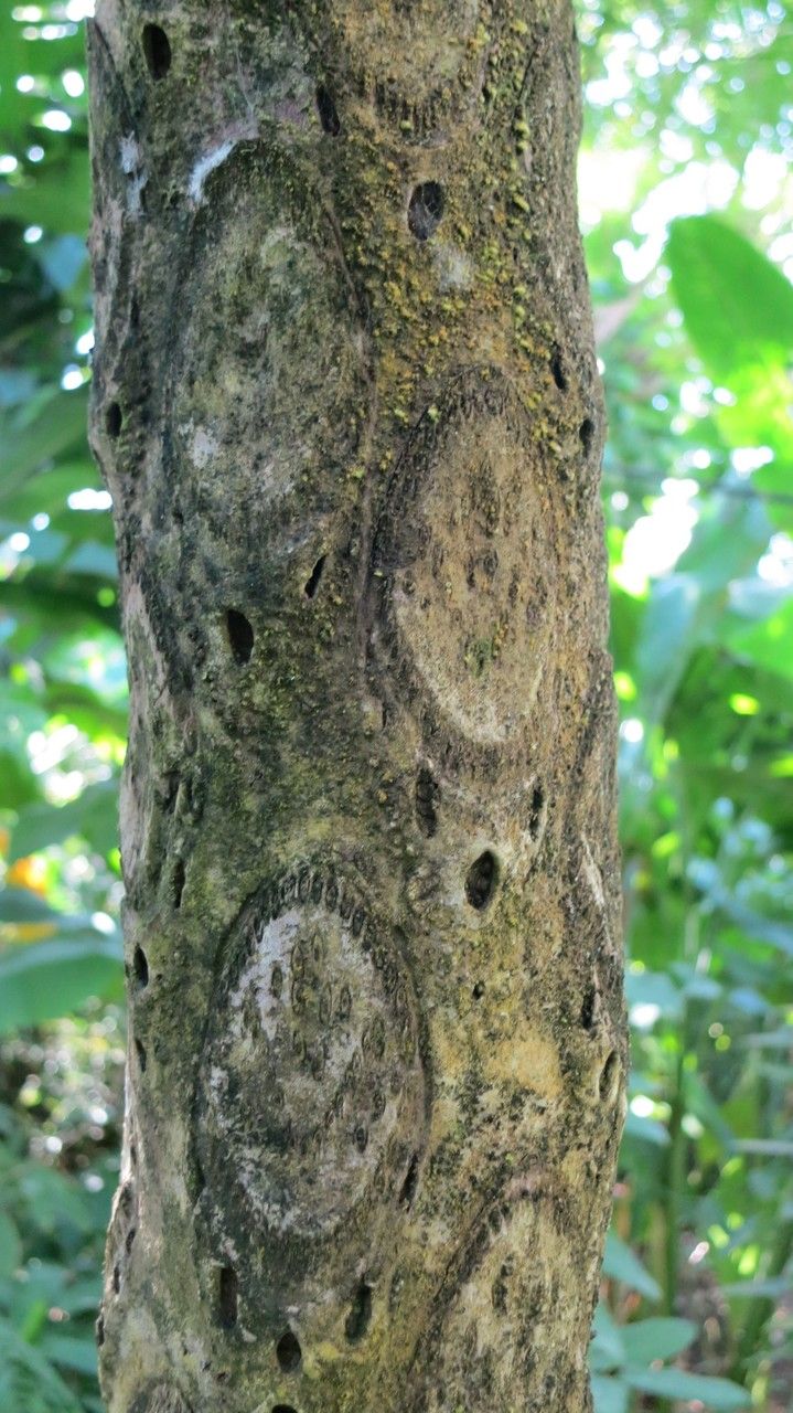 Cyathea arborea bark