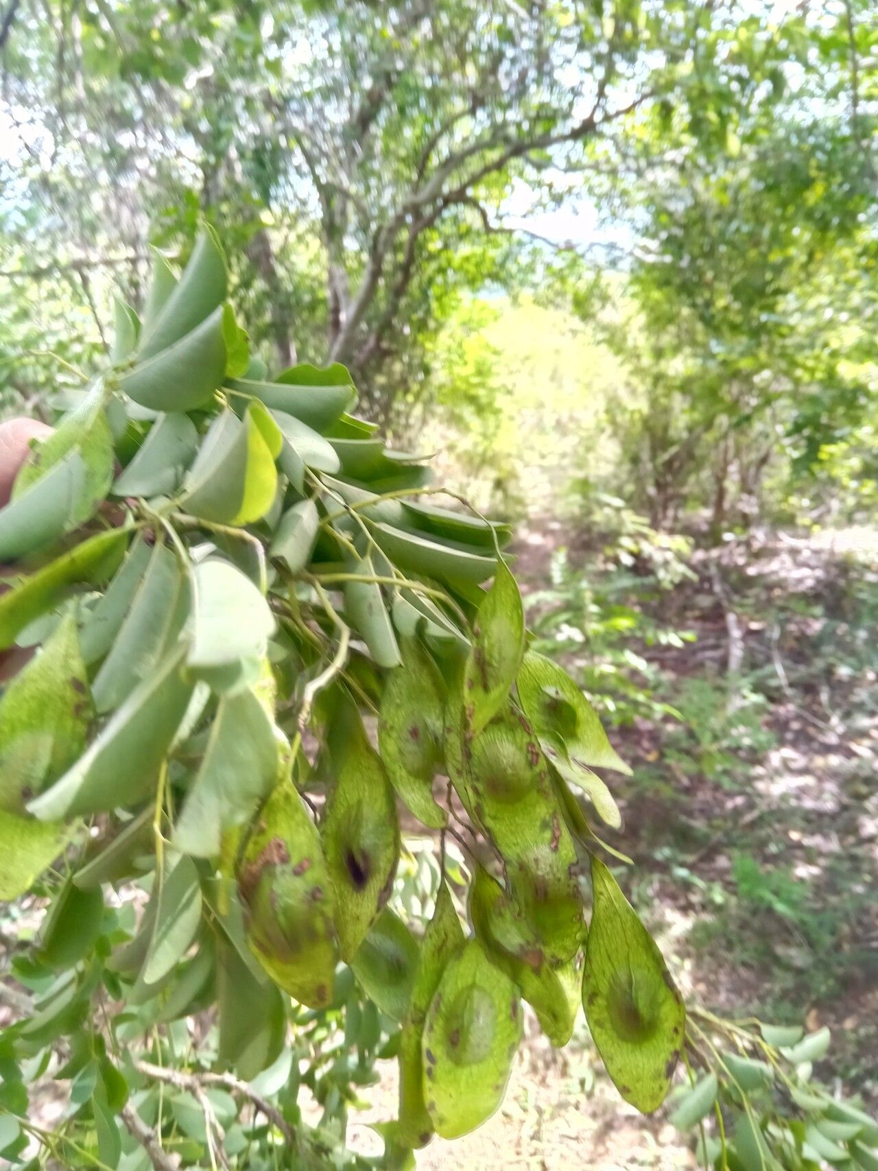 Dalbergia suaresensis fruit