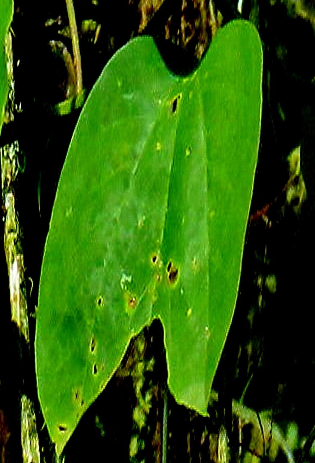 Passiflora urnaefolia — houseplant care guide