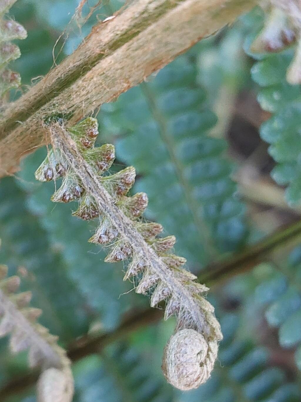 Alsophila tsaratananensis leaf