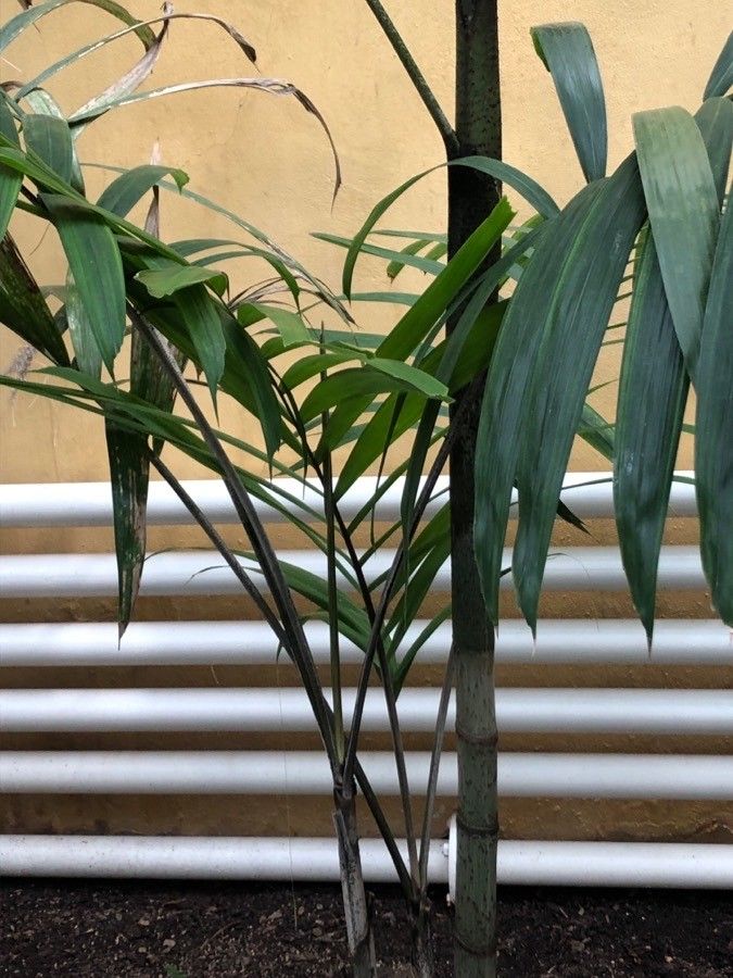 Veitchia joannis leaf