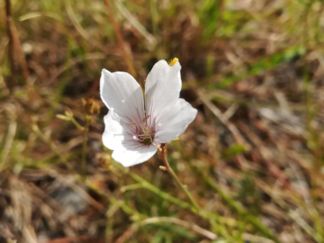 Petrorhagia saxifraga flower