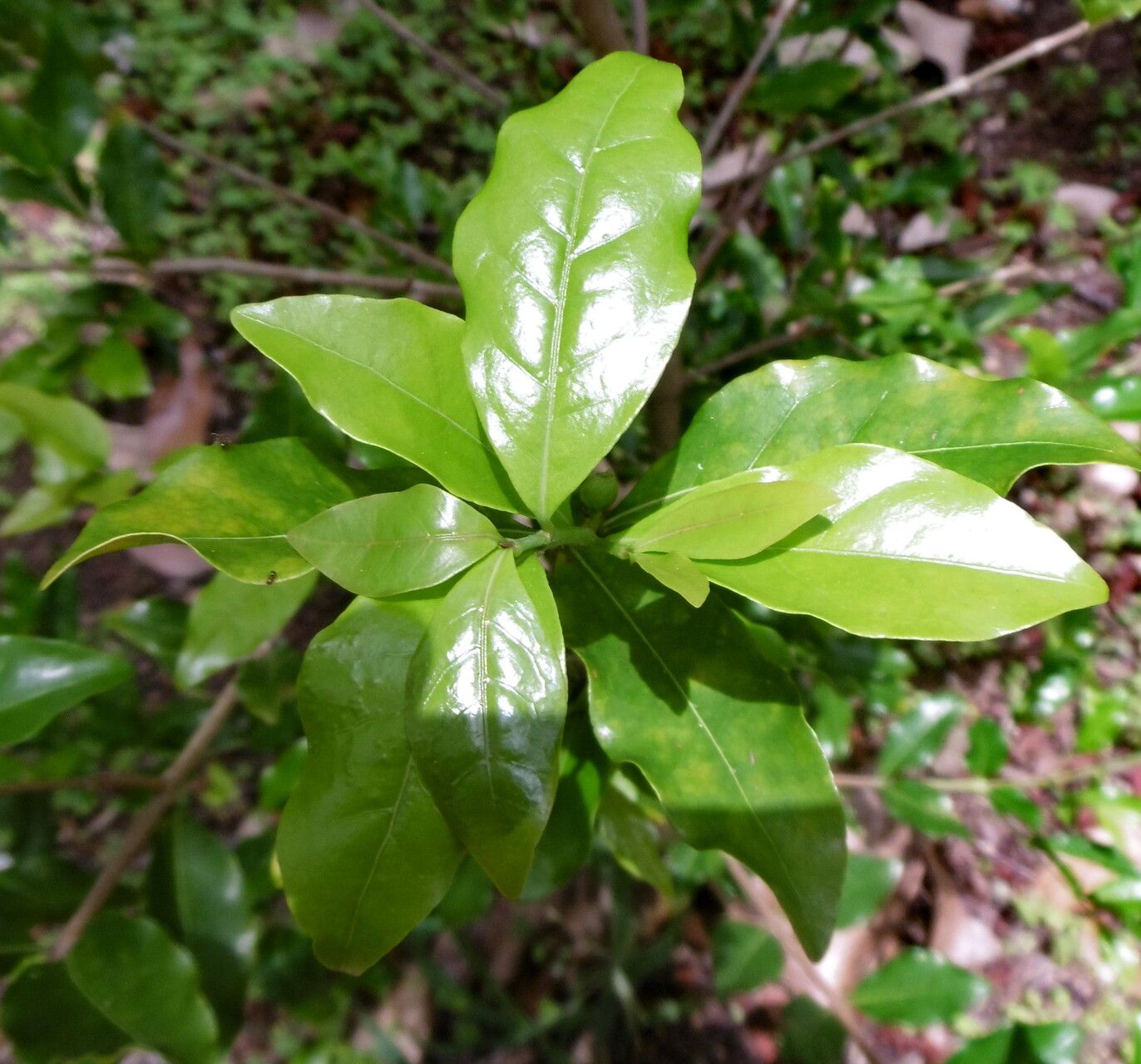 Coffea racemosa leaf