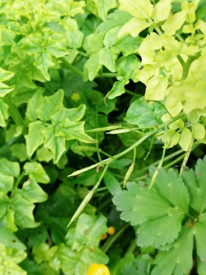Cardamine amara fruit