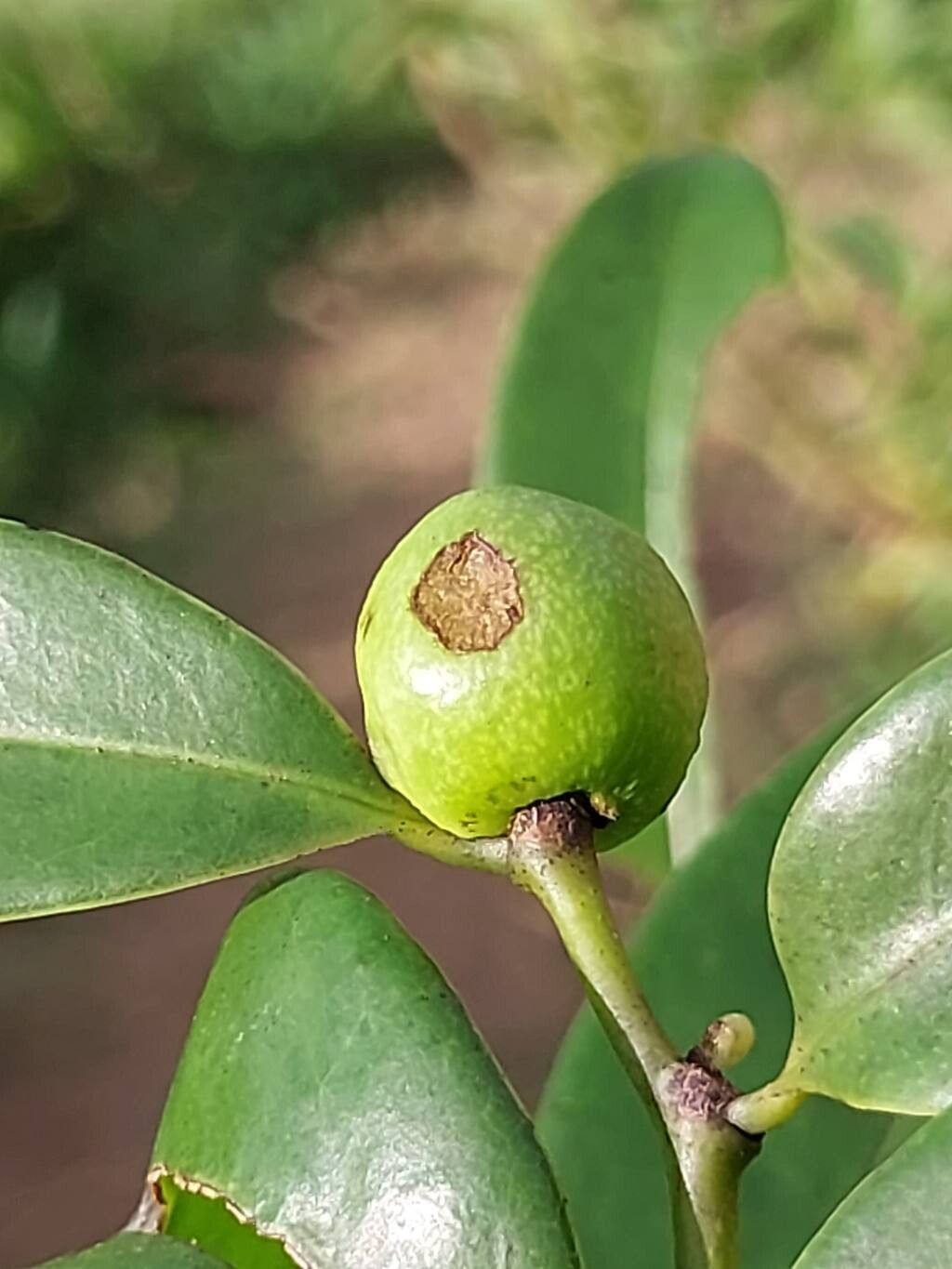 Artabotrys monteiroae fruit