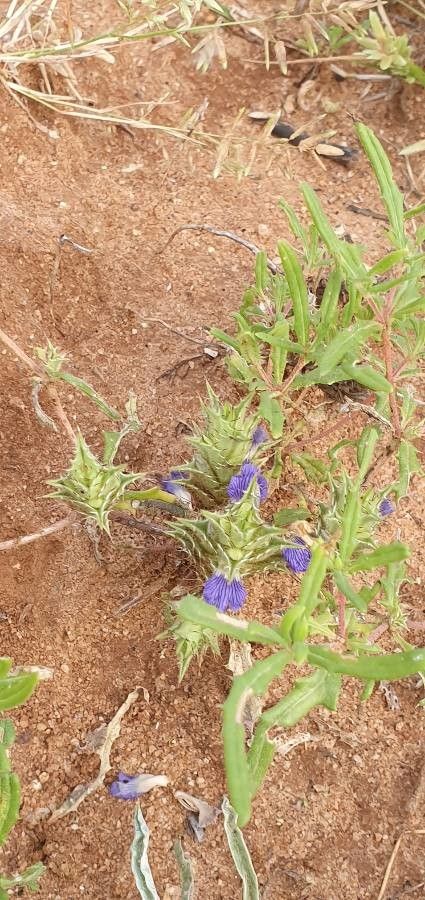 Blepharis linariifolia habit