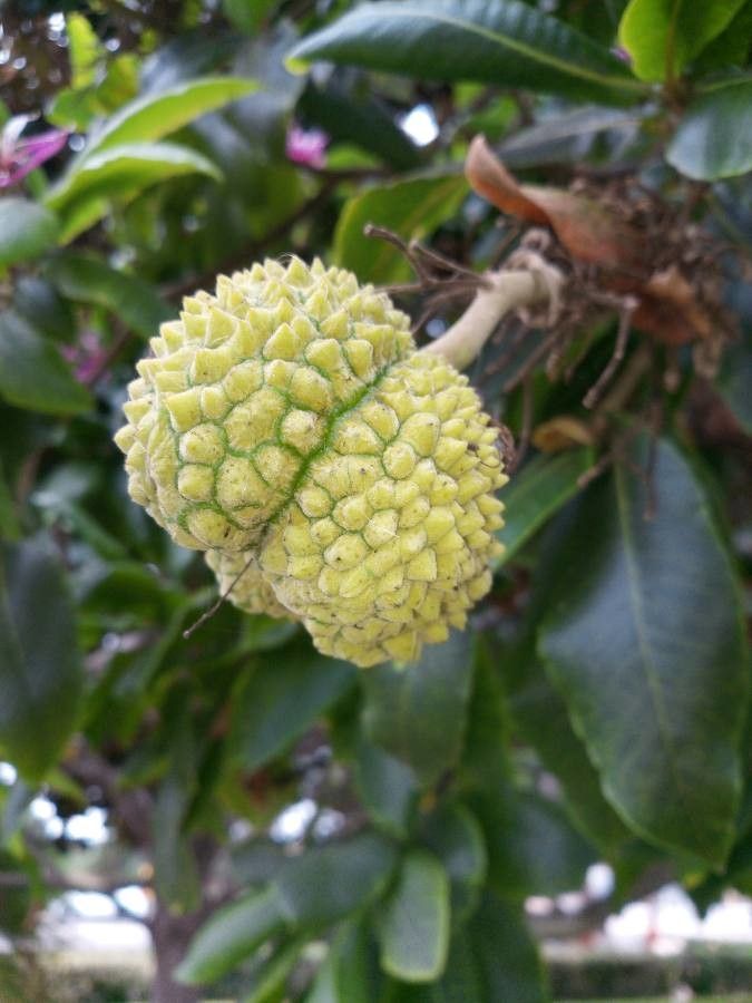 Calodendrum capense fruit