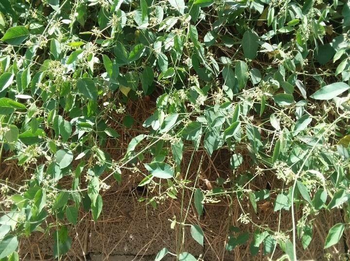 Leptadenia arborea leaf