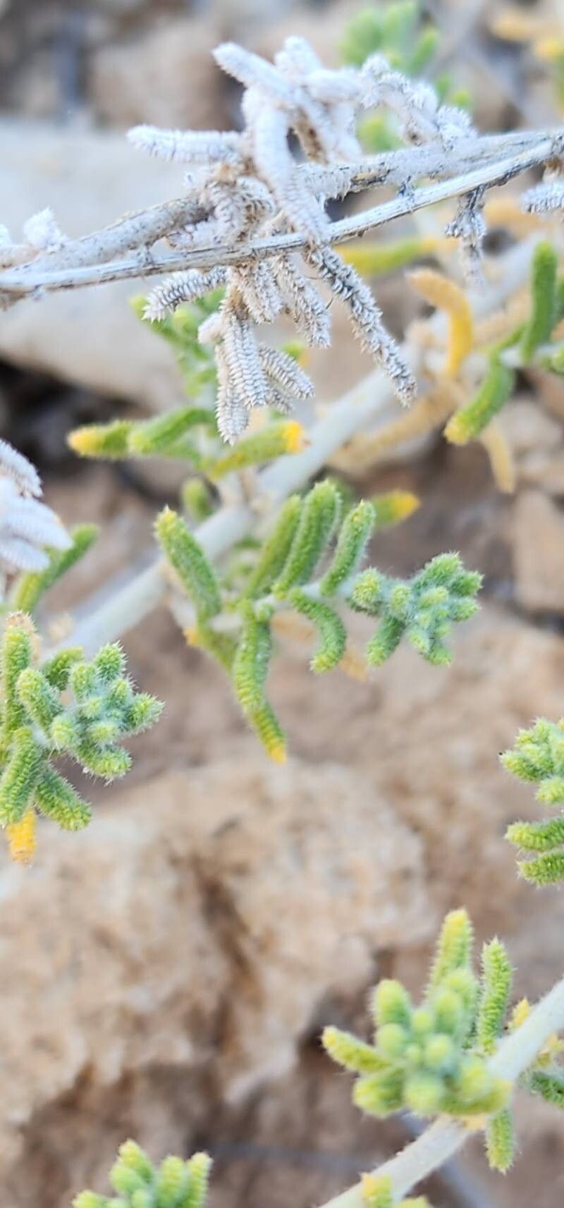 Achillea eriophora — search result for 'Achillea'