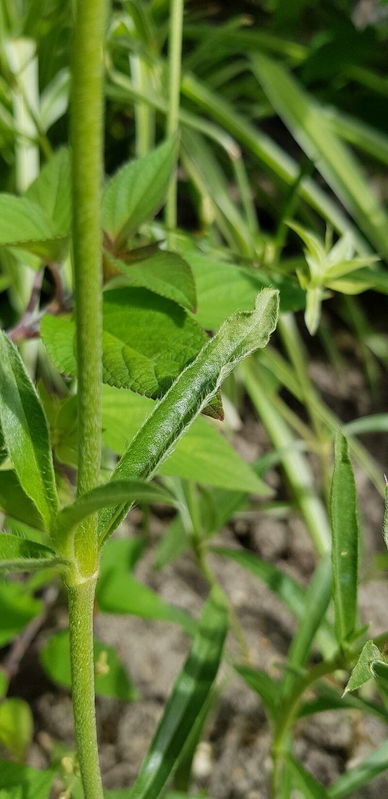 Gomphrena haageana — search result for 'Gomphrena'