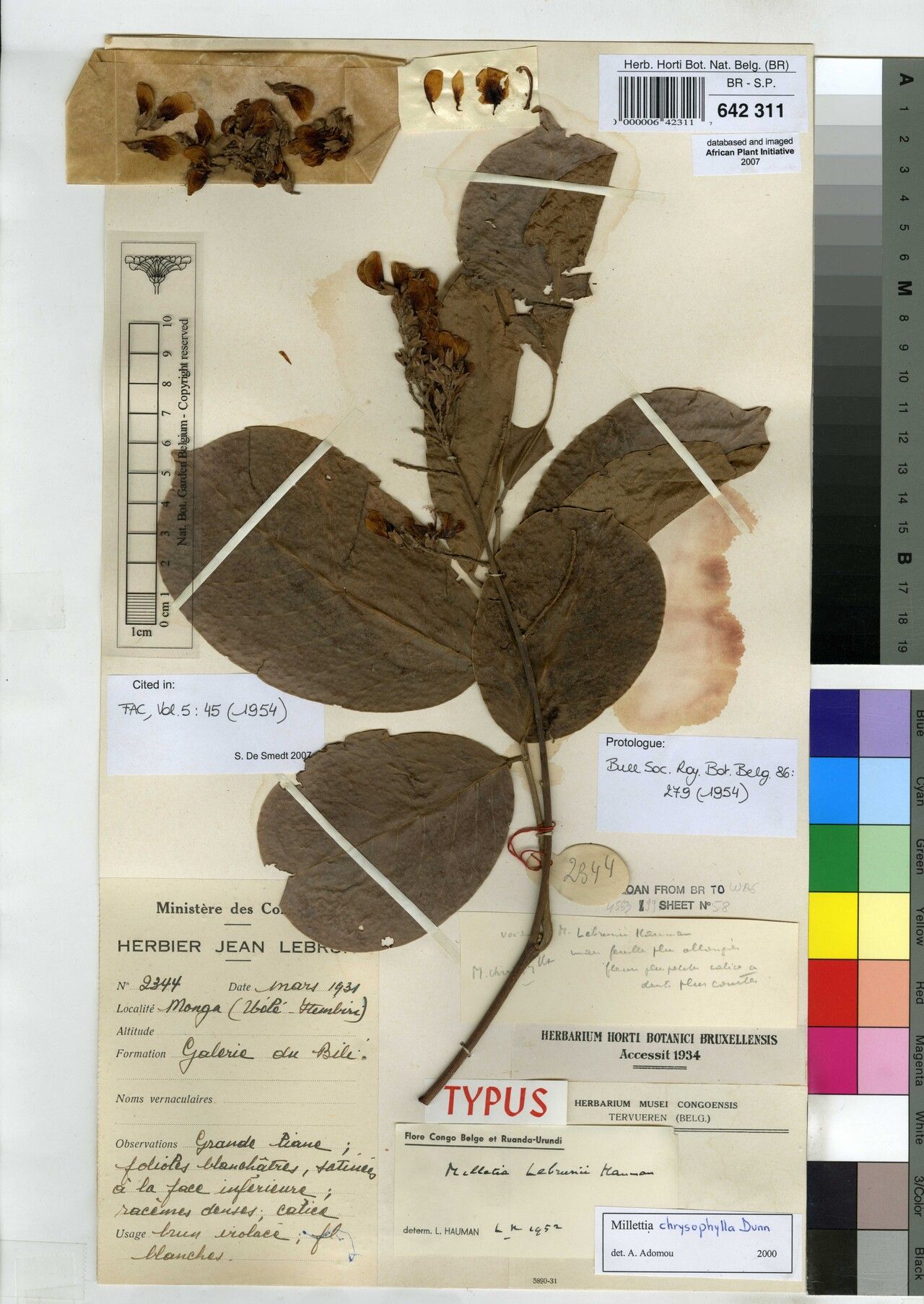 Millettia lebrunii — houseplant care guide