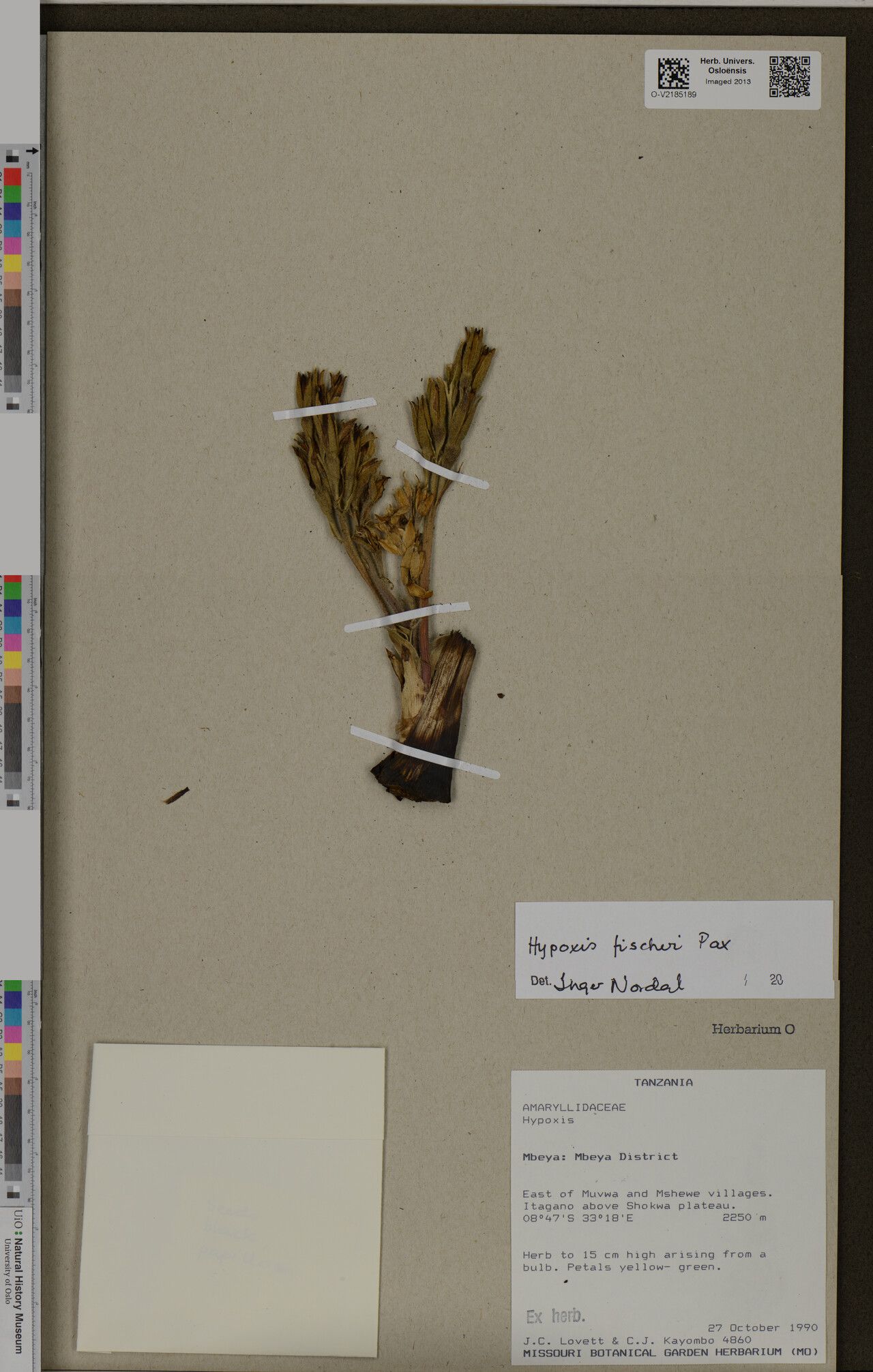 Hypoxis fischeri — search result for 'Hypoxis'