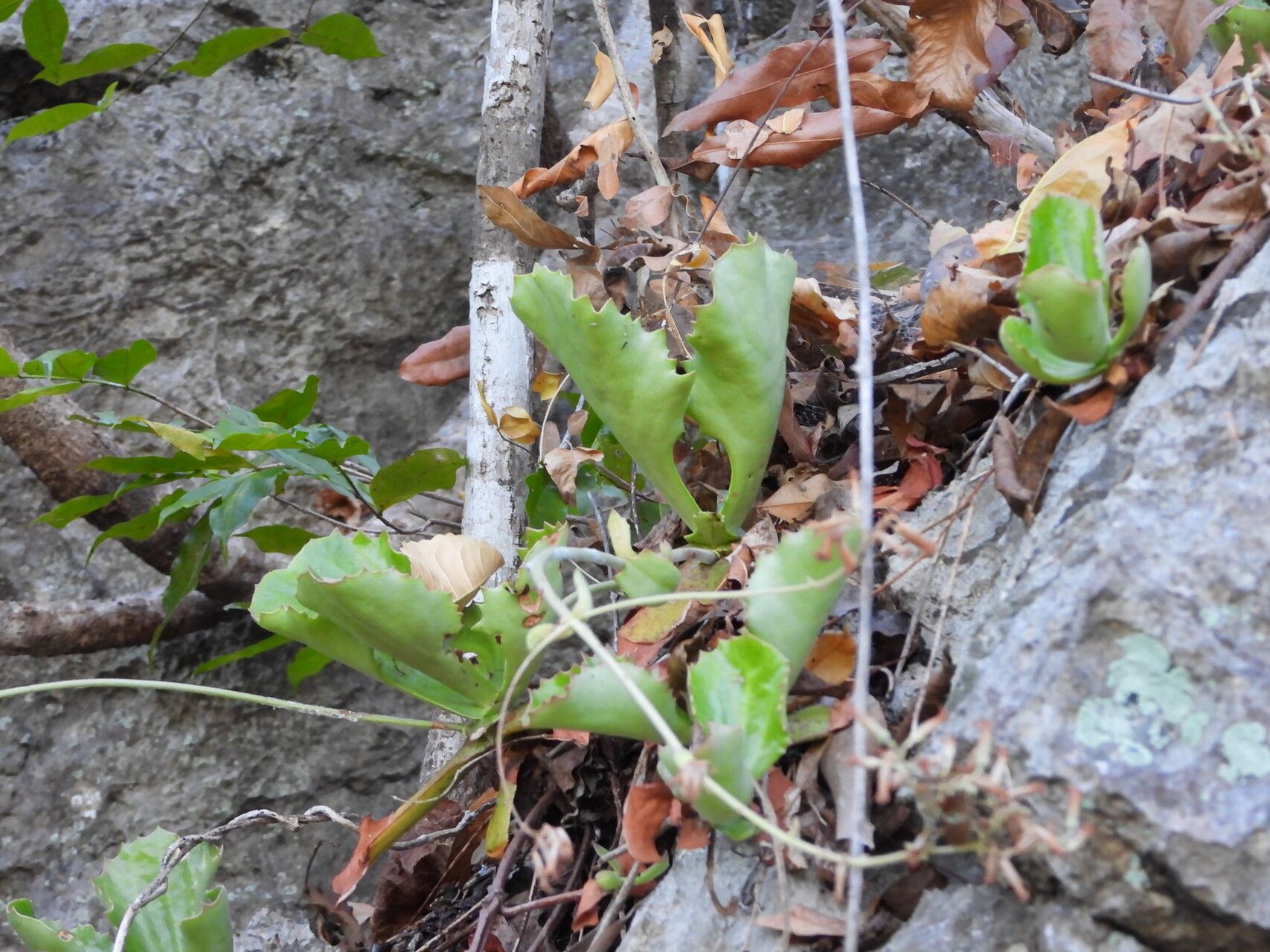 Kalanchoe berevoensis — houseplant care guide