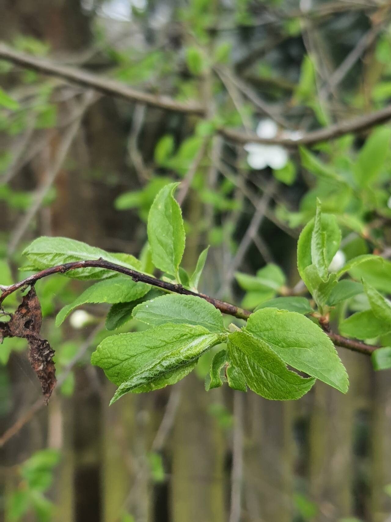 Prunus × syriaca leaf