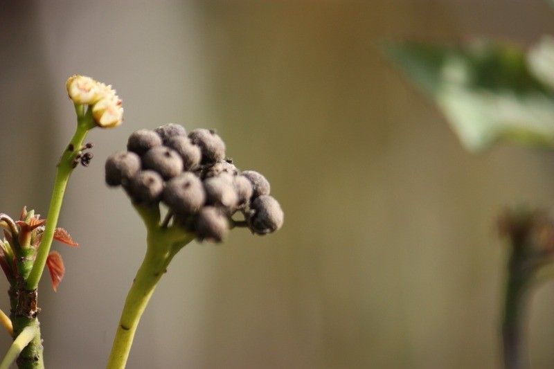 Dombeya populnea fruit