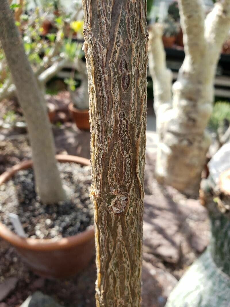 Uncarina ihlenfeldtiana bark