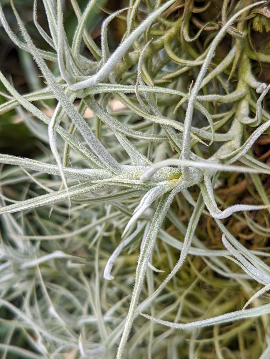 Tillandsia paleacea leaf