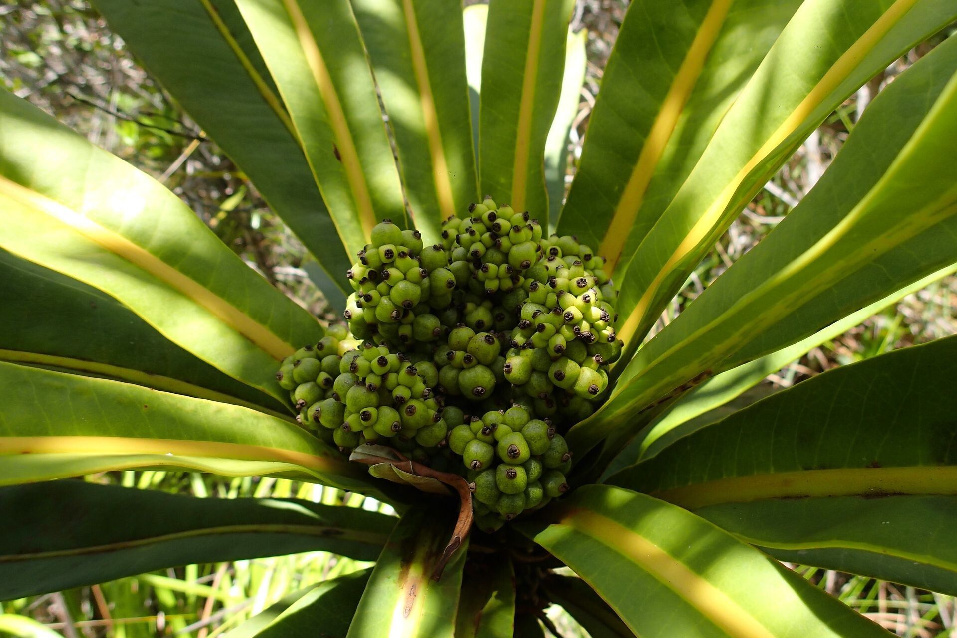 Meryta coriacea fruit