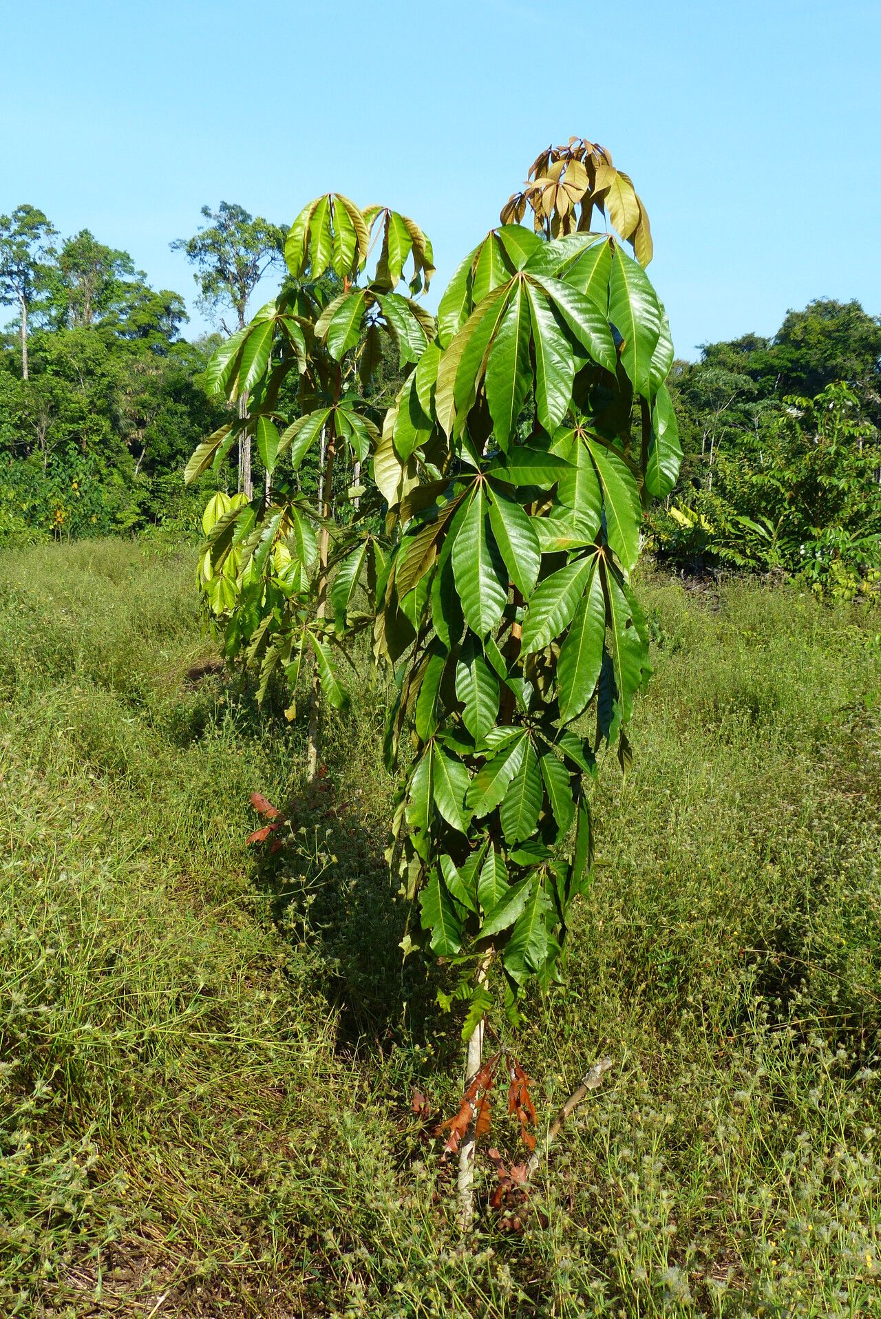Heritiera utilis habit