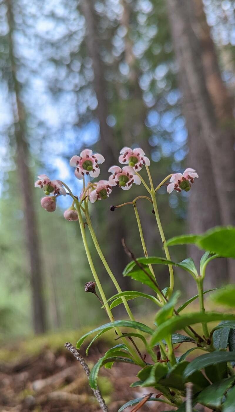 Chimaphila umbellata flower