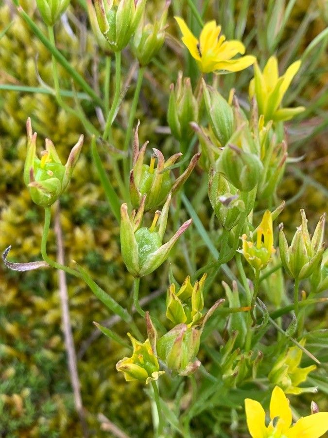 Gagea soleirolii fruit