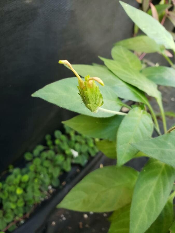Crossandra nilotica flower