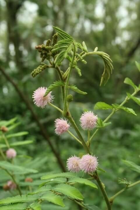 Mimosa Pigra flower
