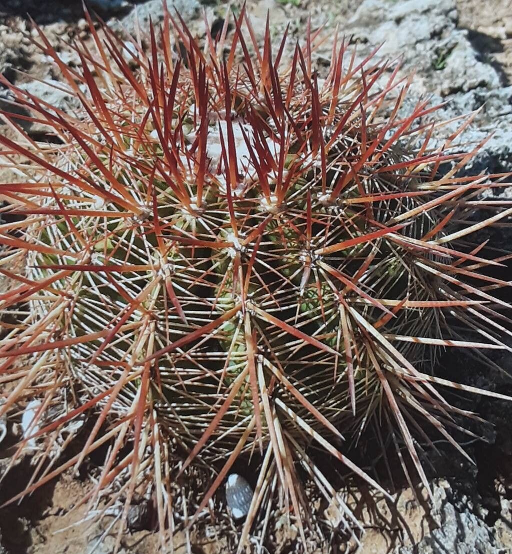 Melocactus macracanthos leaf